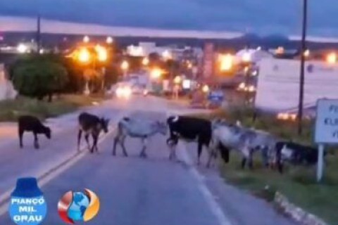 Sem solução: vídeo mostra animais na BR-361 e veículos passando próximo, que quase causam acidentes