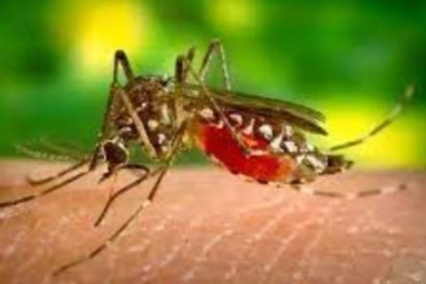 Chikungunya avança no Brasil com mais de 250 mil casos