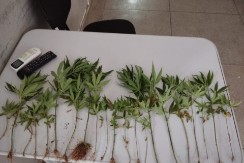 Polícia encontra 20 pés de maconha em Teixeira