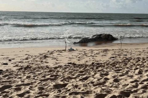 Baleia-jubarte é encontrada morta na praia de Intermares