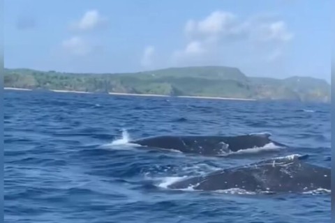 VÍDEO: baleias jubarte chegam à costa nordestina e surpreendem população