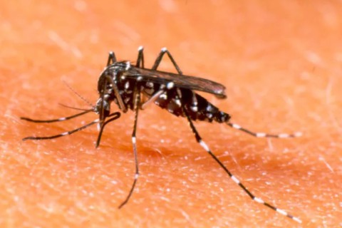 Brasil concentra mais de 80% dos casos de dengue do mundo