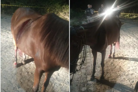 Jovem é executado a tiros e cavalo fica ferido na noite deste domingo (02), em Patos