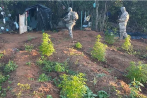 Operação da Polícia Militar encontra 180 mil pés de maconha na divisa Paraíba-Pernambuco