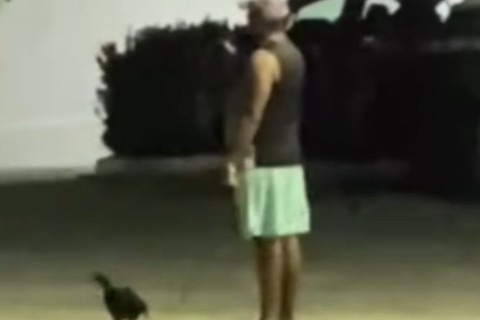 Galinha passeando de coleira chama atenção em Patos; veja vídeo