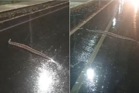 Internauta flagra cobra jiboia na Alça Sudeste, em Patos, durante a noite da última terça-feira (26)