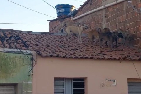 “Só pensa em namorar”: cachorros ‘invadem’ telhado de casas na Paraíba atrás de cadela e viralizam na internet