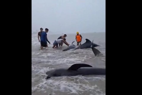 VÍDEO: baleias-piloto continuam sofrendo dois dias após encalhe em praia do litoral nordestino