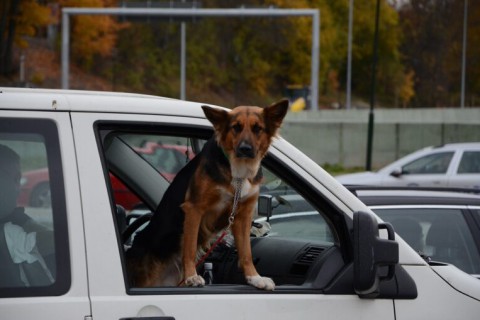 Mais de 40 condutores foram multados na Paraíba por transportar animais soltos em carros